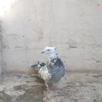 اصفهانی اصیل|پرنده|اصفهان, پوریای ولی|دیوار