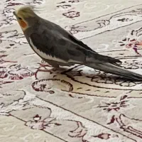 عروس هلندی سیامون گمشددرمحله امیرآباد تاریخ۶/۵/|پرنده|مشهد, امیر آباد|دیوار