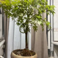 بنسای افرا ۱۲ساله ژاپنی بونسای