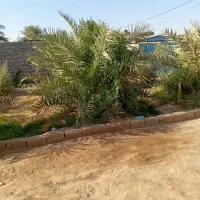 خوشه بری وهرکاری دیگه