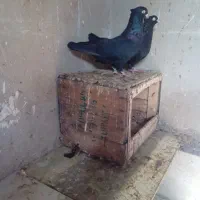 سیاه ابادانی|پرنده|خرمشهر, |دیوار