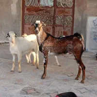 نری شهری چاق و پلمپ و کیسه داشتی و گوشتی