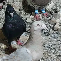 کفترها برای فروش|پرنده|اهواز, کوی ملی راه|دیوار