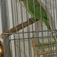 طوطی ملنگو|پرنده|تهران, امیریه|دیوار