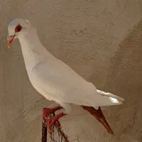 کبوتر نر دم سرخ کلایی و دم زرد دم گرد گهک عتیغه
