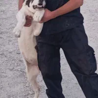 توله ماده