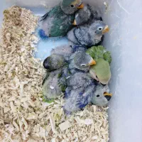 جوجه طوطی کوتوله|پرنده|بندرعباس, |دیوار