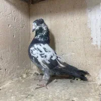 کبوتر رنگ و پرش قیمت مناسب