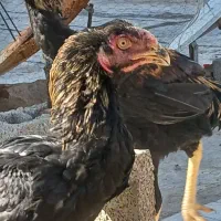 جوجه خروس ومرغ لاری ناب