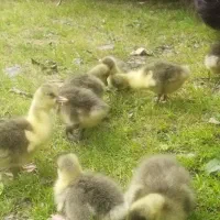 غازمحلی سالم