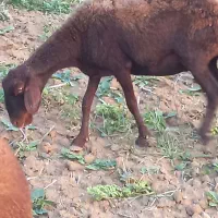 گوسفند شیشک آبستن توضیحات کامل نوشته شده است|حیوانات مزرعه|آزادشهر, |دیوار