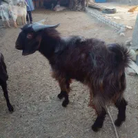 گوسفند فروشی چبش