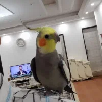 عروس هلندی نر