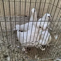 کبوتر|پرنده|اصفهان, مولوی|دیوار