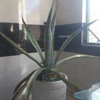 گل آگاو