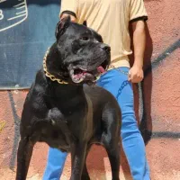 توله های بانمک (کینکورسو ژرمن چو چو آرژانتینو)