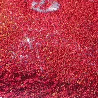 زغالاخته خشک با هسته