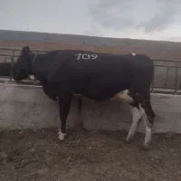 گاو شیری گلون