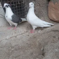 گرده دار|پرنده|چگنی, |دیوار