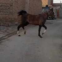 فروش مادیان عرب یکسر ۳ به ۴ سال
