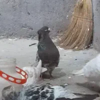 کبوتر سار