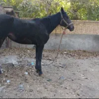 مادیون مشکی|اسب و تجهیزات اسب‌سواری|مهریز, |دیوار