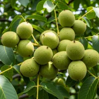 نهال گردو اسپرلوس درجه یک، فاکتور رسمی، ارسال سریع