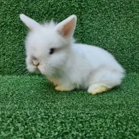 خرگوش لوپ اصیل هلندی از بهترین نژاد|موش و خرگوش|ساری, |دیوار