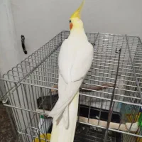 عروس هلندی نر لوتینو سخنگو|پرنده|فردیس, فردیس|دیوار