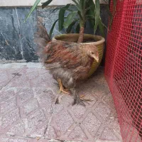 جوجه نوچه برهما