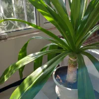 گل سوسن|گل و گیاه طبیعی|یزد, |دیوار