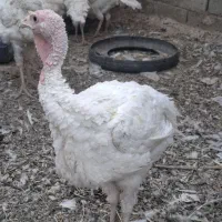 بوقلمون بیوتی 6