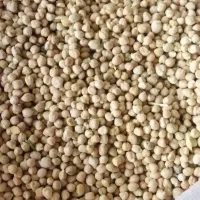 نخود ولایتی دیم