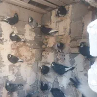 نر سوراخ .پلنگ|پرنده|کرمان, |دیوار