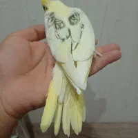 فروش جوجه سرلاکی و نرمه خور عروس|پرنده|لار, |دیوار