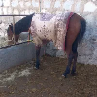 مادیان سه ساله