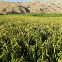 فروش برنج محلی ضیغمی