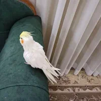 عروس هلندی نر|پرنده|مشهد, عبادی|دیوار