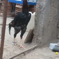 خروس لاری اوشامو|حیوانات مزرعه|پاکدشت, پاکدشت (مامازند)|دیوار