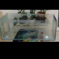 اکواریوم|ماهی|شاهرود, |دیوار