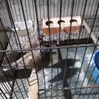 فنچ گلو بریده