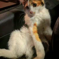واگذاری فوری بچه گربه ۲ ماهه