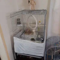 عروس هلندی جف بابچشون|پرنده|تهران, گیشا|دیوار