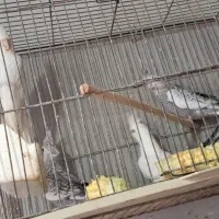 فروش تعدادی عروس از جوجه تا بالغ