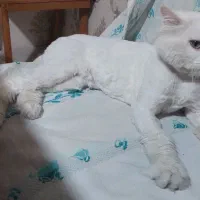 جفت یابی نر پرشین هست