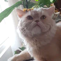 گربه اسکاتیش نر|گربه|ارومیه, |دیوار