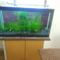 گیاه اکواریوم|ماهی|شیراز, شهرک سراج‎|دیوار