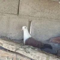نروماده کله سفید