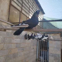 ۱۲عدد کفتر پروندنی