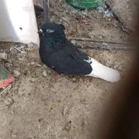 گفتر زاغ دم سفید ماده